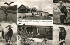 Walddorf Altensteig Falkenhof Kolkrabe Roter Milan 