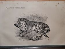 1860 Tiger Original Engraving Illustration Kupferstich Vintage Retro Design 