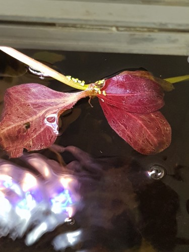 Echinodorus ozelot red - echinodorus,