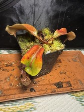Nepenthes maxima x clipeata