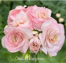 2 Pelargonien TA Emmanuell &