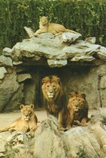 Postkarte :  FRANKFURT - ZOO  , Löwen - Freianlage
