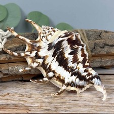 Lambis Lambis dunkel 12-13cm