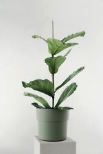 Übertopf LIV in verschiedenen