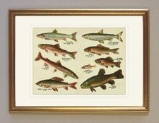 Huchen Äsche Schleie Karpfen Renke Lachs Fische BBB 12 Gerahmt