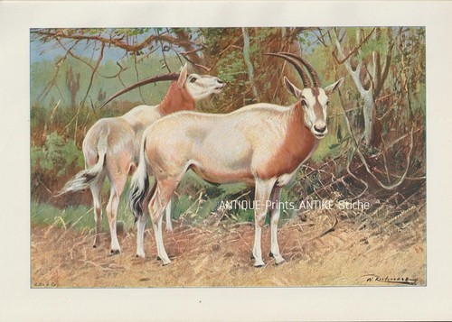 Säbelantilope - , (oryx