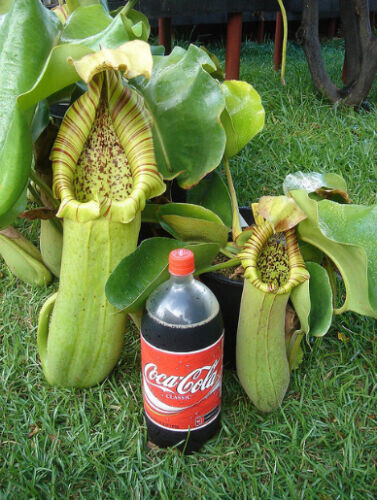 Nepenthes truncata - nepenthes,