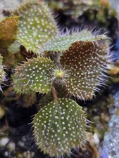 Sarcopyramis White Dots,Tropische Mini Terrarium Pflanze,Rarität, no Sonerila 