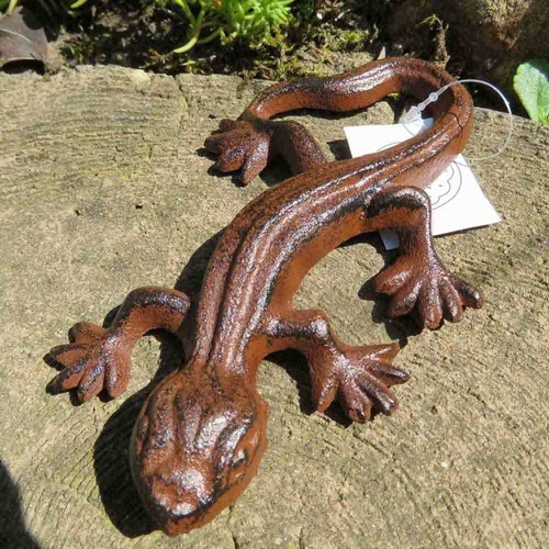 Salamander gecko echse - gecko,