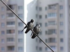 Canon EF Fit 135mm F/2.8