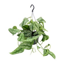 ​Efeutute Scindapsus pictus