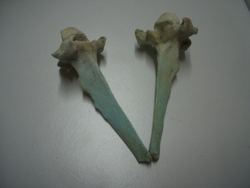 Knochen versteinerung - 2x,