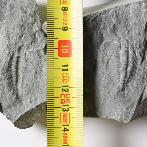 Pseudosaukianda trilobit unter - pseudosaukianda,