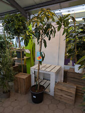 XXL Mangifera indica Kent Mangobaum 2m+ exotischer Obstbaum leckere Früchte