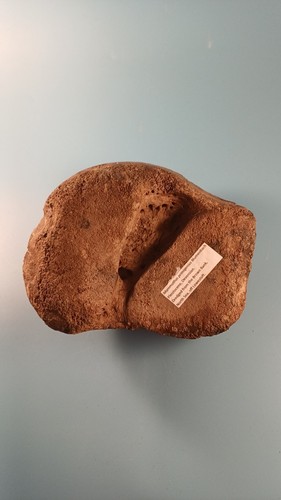 Fossiler wollmammut - fossiler,