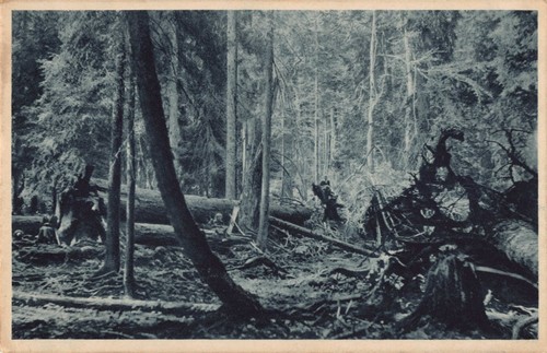 Böhmerwald menschen urwald - böhmerwald,
