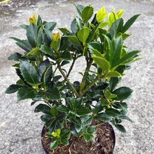 Stechpalme Heckenfee - Containerpflanzen im großen 4 ltr. Topf