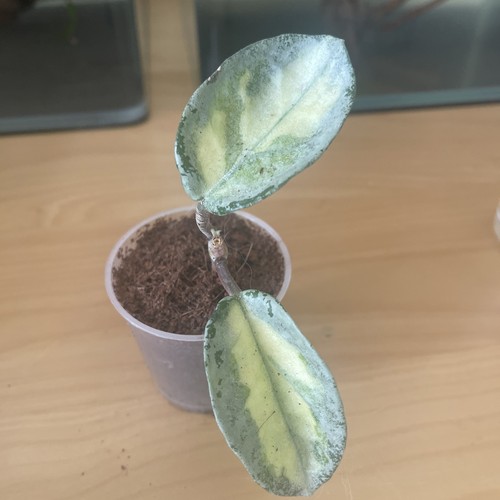 Hoya argentea princess ableger - argentea,