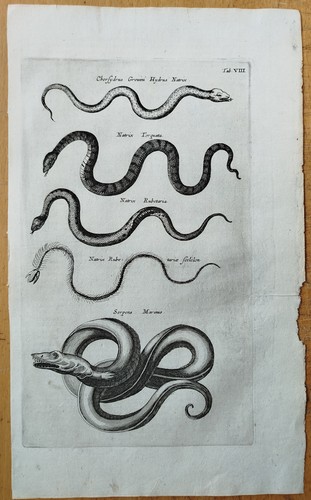 Schlange serpens marinus - serpens, (t8)