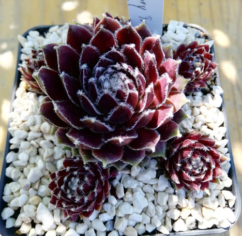 Sempervivum cherry frost - frost",