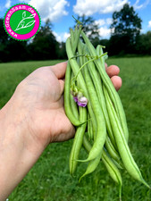 FASOLD STANGENBOHNE 🫘 20 Bohnen♥️ Rekordernte auch im Topfanbau