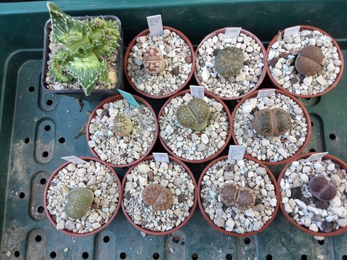 Lithops lebende steine 10er - lebende, steine,