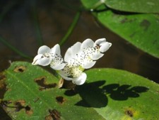 Wasserähre Aponogeton