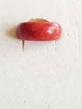 Ring aus Schaumkoralle 