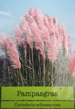 2x Cortaderia selloana - Pampasgras 'rosa und weiß'   40-50cm Pflanzen