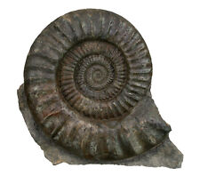 Lias  Arietites pinguis  Hervorragender großer Ammonit  23 cm Balingen  FL-22