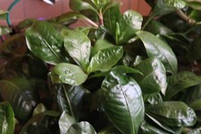 Aquarium: Schwimmendes Papageienblatt ( Alternanthera aquatica ) Rarität!