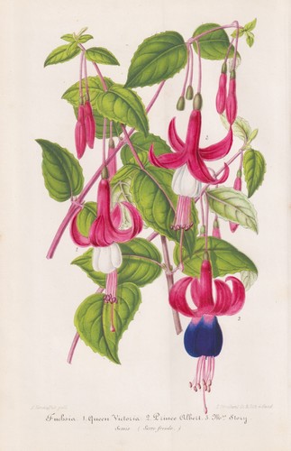 Fuchsia fuchsie fuchsien peru - fuchsien,