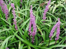 10 x Liriope muscari ‚Purple
