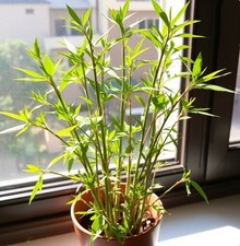 Kalkutta Bambus Pflanze für