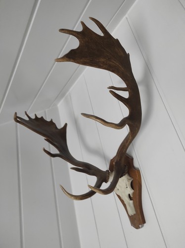 Geweih damhirsch wanddeko - geweih,