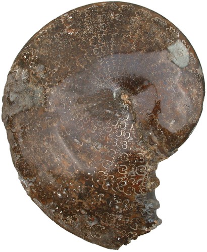 Kreide sphenodiscus - ,