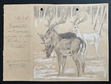 Damwild  von Johannes