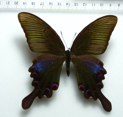 Entomologie schmetterling - entomologie,,