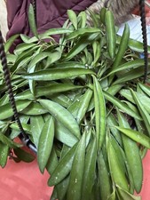 Hoya wayetii Veragated Wax