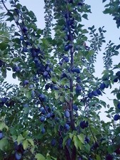 Pflaumenbäume (alte Sorte -