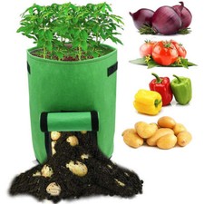 Kartoffel Pflanzsack Pflanzen