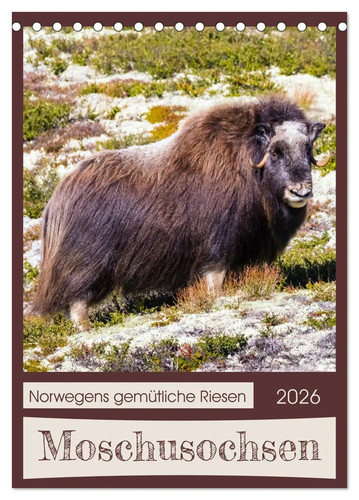 Moschusochsen norwegens - moschusochsen,