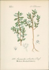 Chromolithographie : Wilder