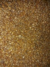 2kg Maiskörner getrocknet