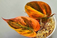 Sehr schöner Philodendron Micans Orange Pink Ferrari 