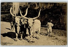 50898206 - Ochsengespann Tiergespann