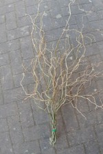 Ostern Zweige Korkenzieher Weide Äste Bio echt Holz Deko Natur