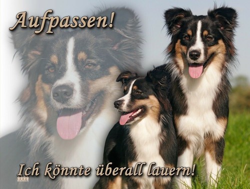 Australian shepherd - australian,