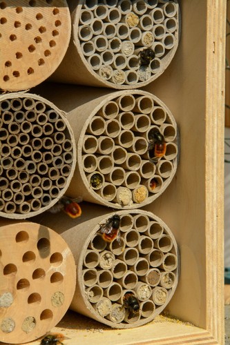 Insektenhotel bienenhaus - insektenhotel,