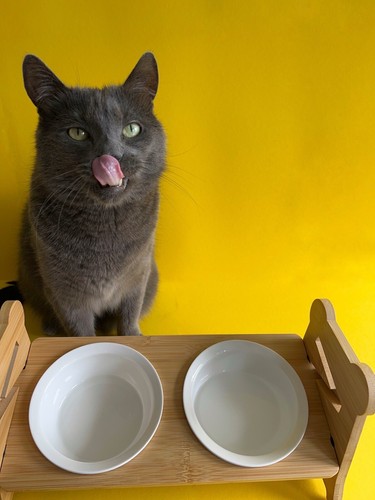 Katzen klein hunde napf - klein, /